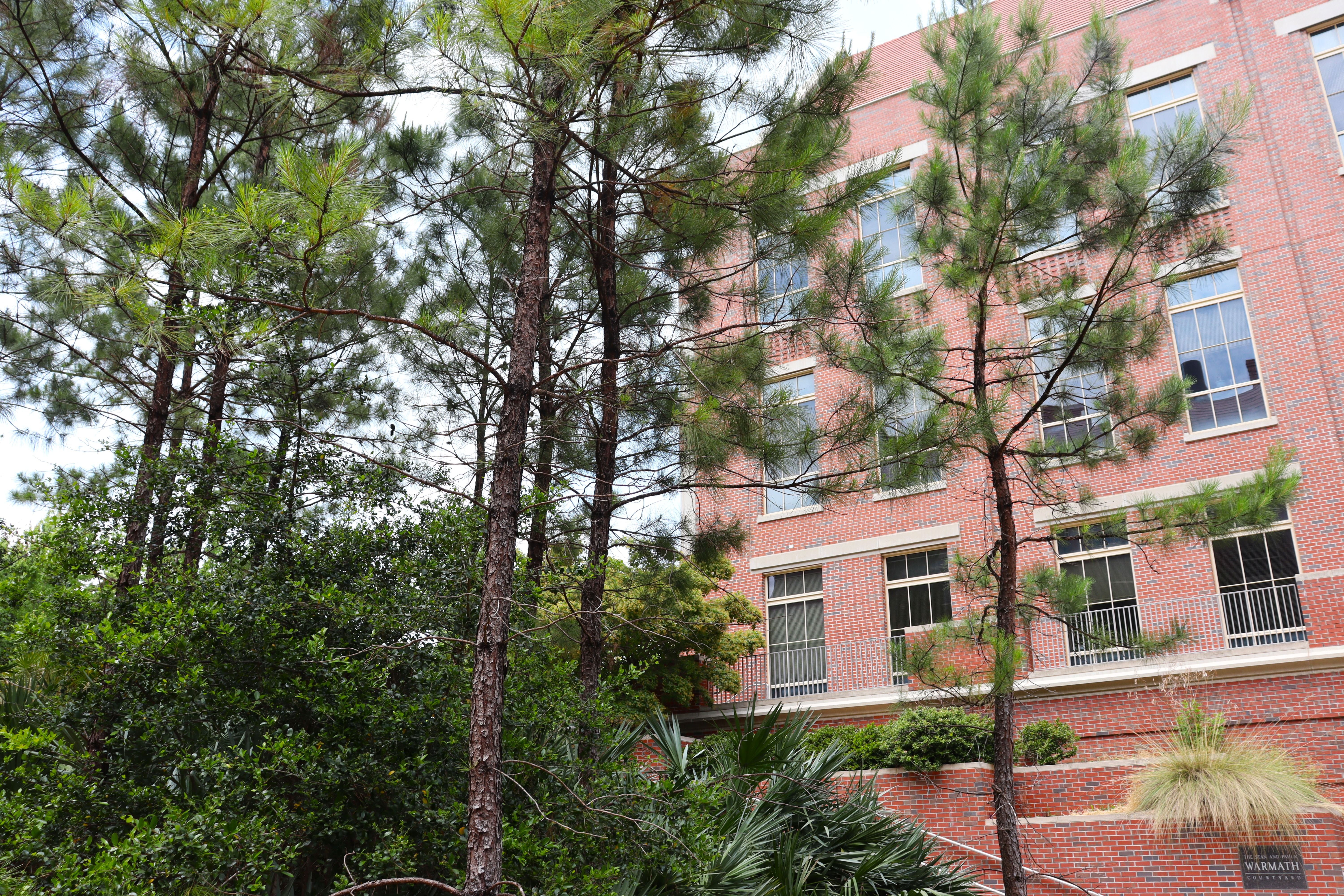 Native garden at the Psychology courtyard