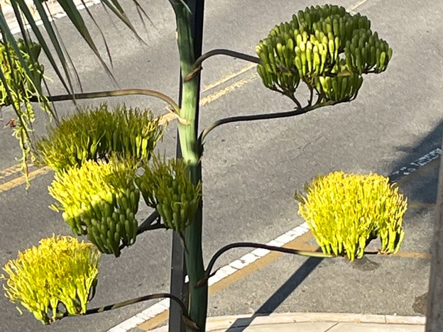 Agave Americana